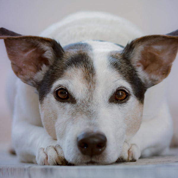 Mental Health and Wellbeing